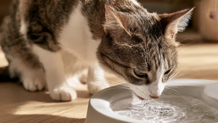 Los bigotes de los gatos son extremadamente sensibles al roce. (Foto: Adobe Stock)
