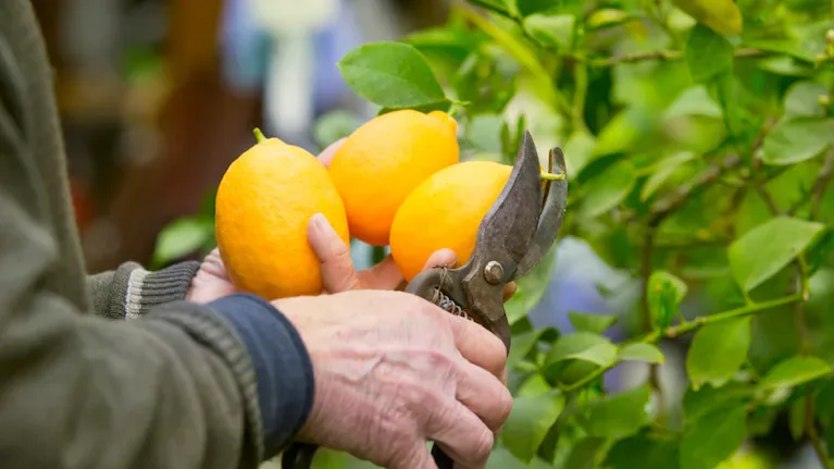Los limoneros tienen un cuidado especial. (Foto: Freepik).