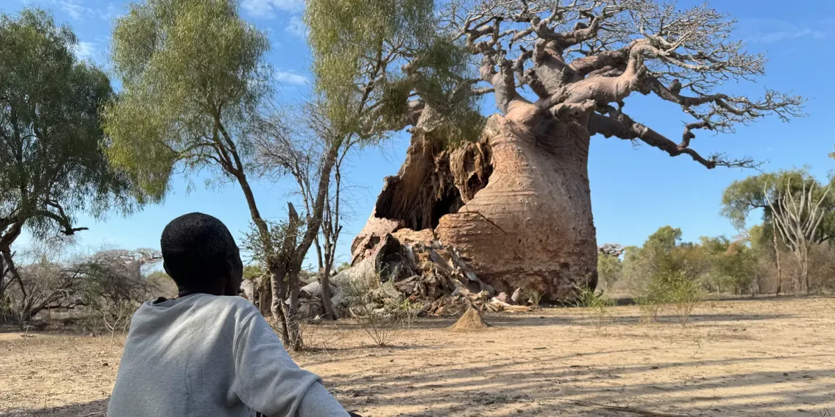 Madagaskars ältester Riese stirbt: Das Ende des heiligen Baobabs