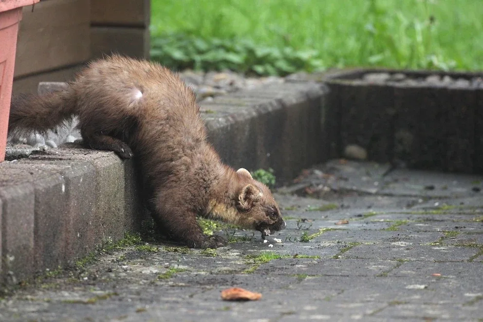 Marder im Garten: Was Sie über die ungebetenen Gäste wissen müssen