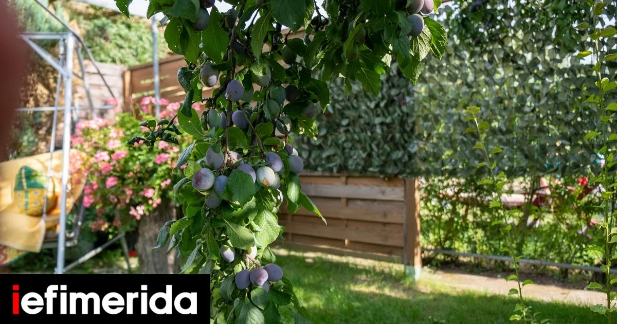 Maximal 5 Meter: Warum der Pflaumenbaum der ideale Obstbaum für kleine Gärten ist