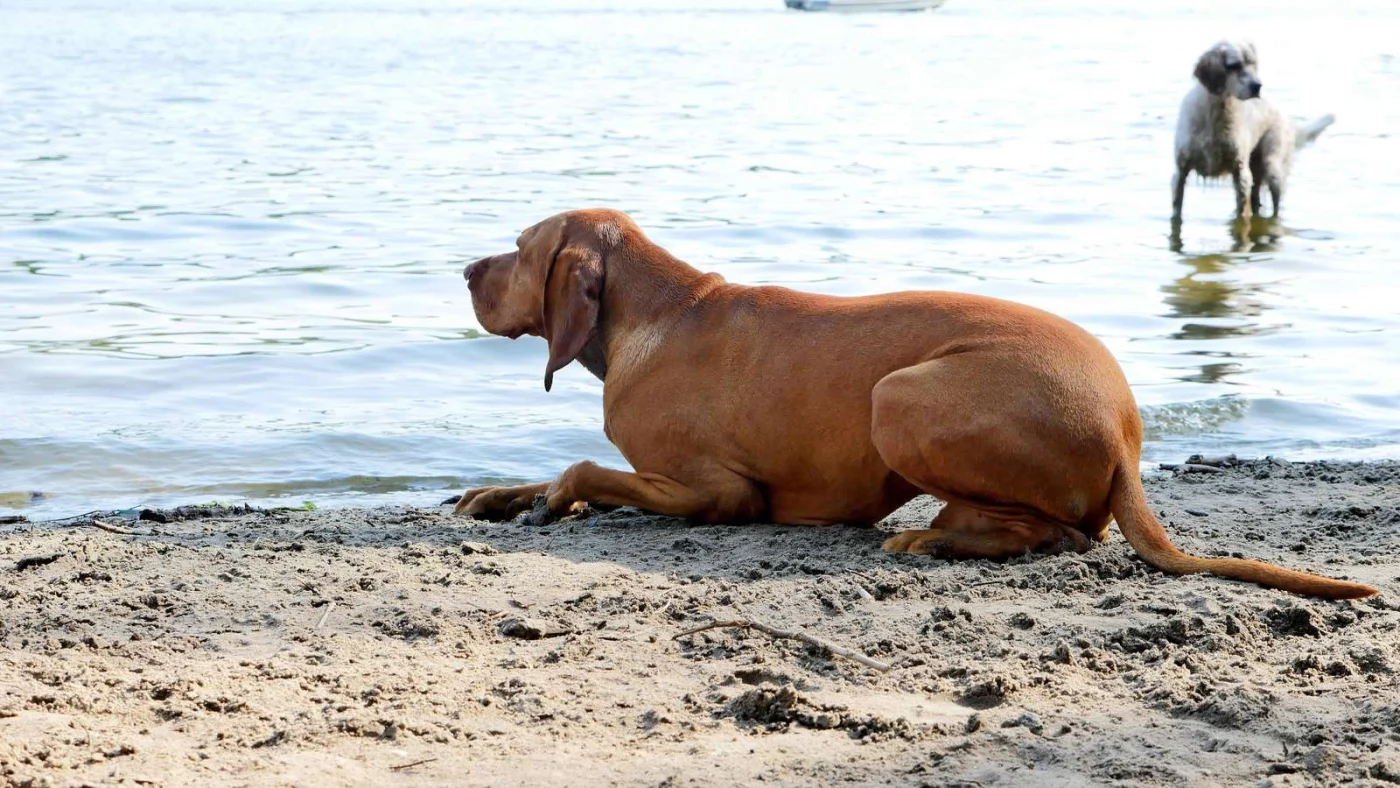 Nicht überall in Valencia dürfen Hunde ins Wasser. (Symbolbild)