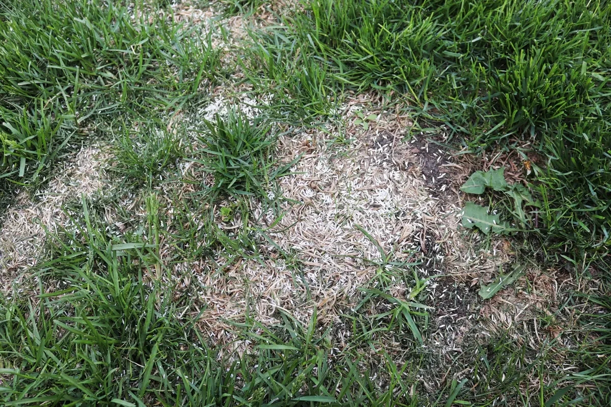 Patches of dead or missing grass are common after summer
