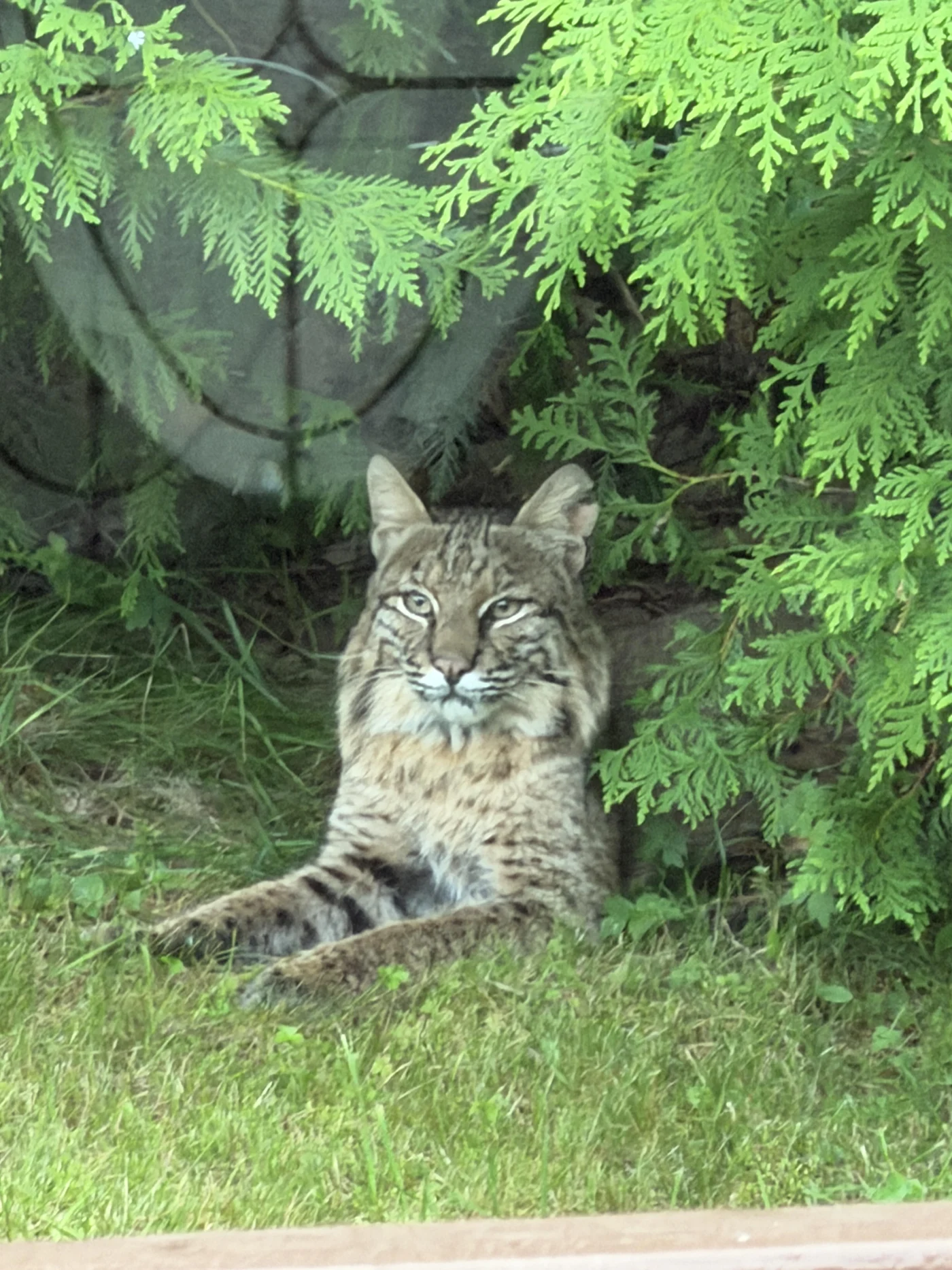 Unerwarteter Besuch: Wenn ein Rotluchs zum Nachbarn wird