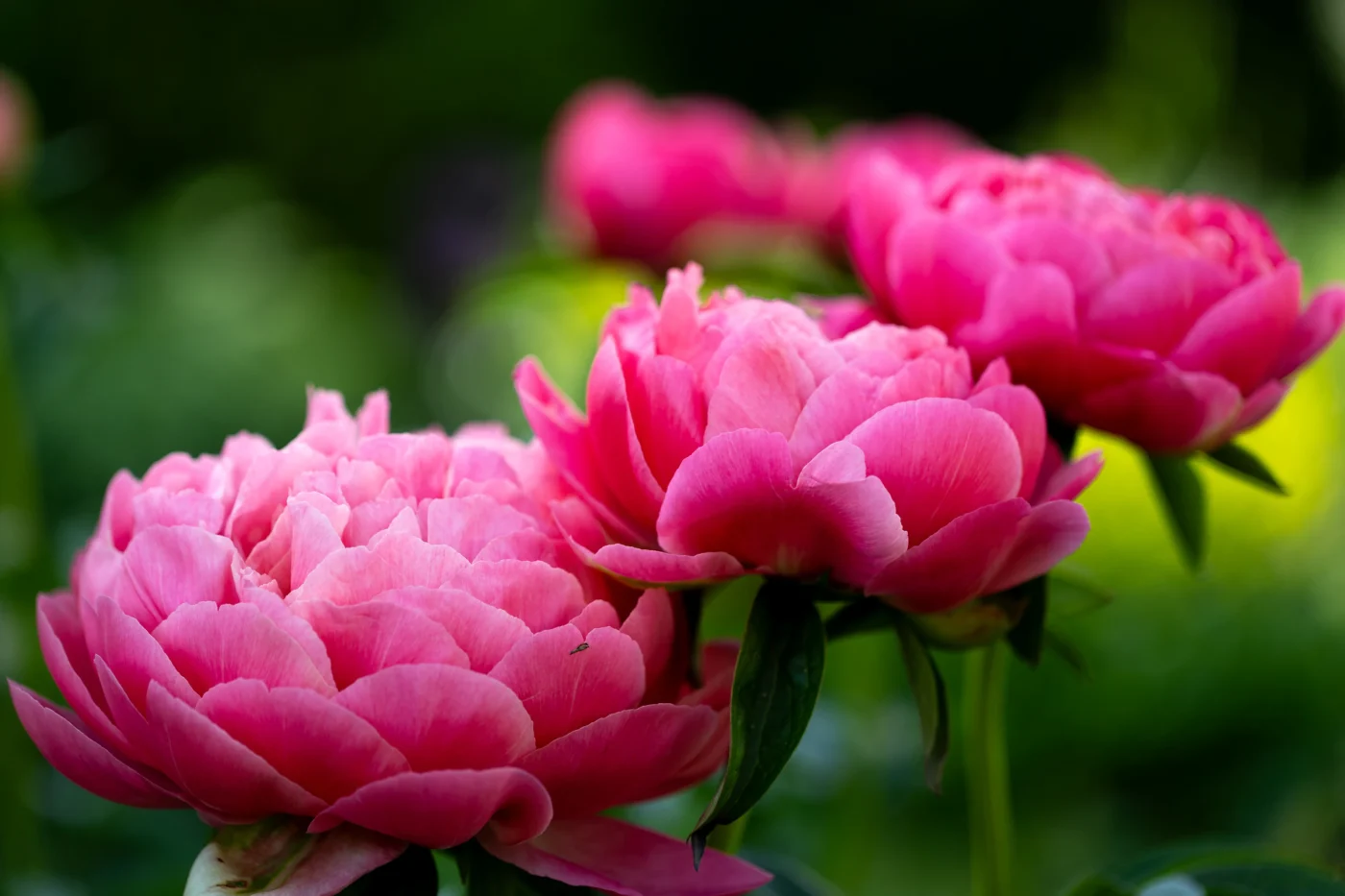 Pinke Pfingstrosen