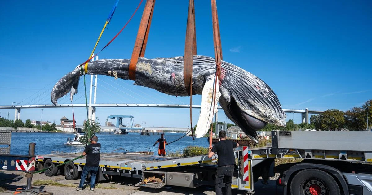 Rätsel am Greifswalder Bodden: Buckelwal-Obduktion liefert erste Ergebnisse