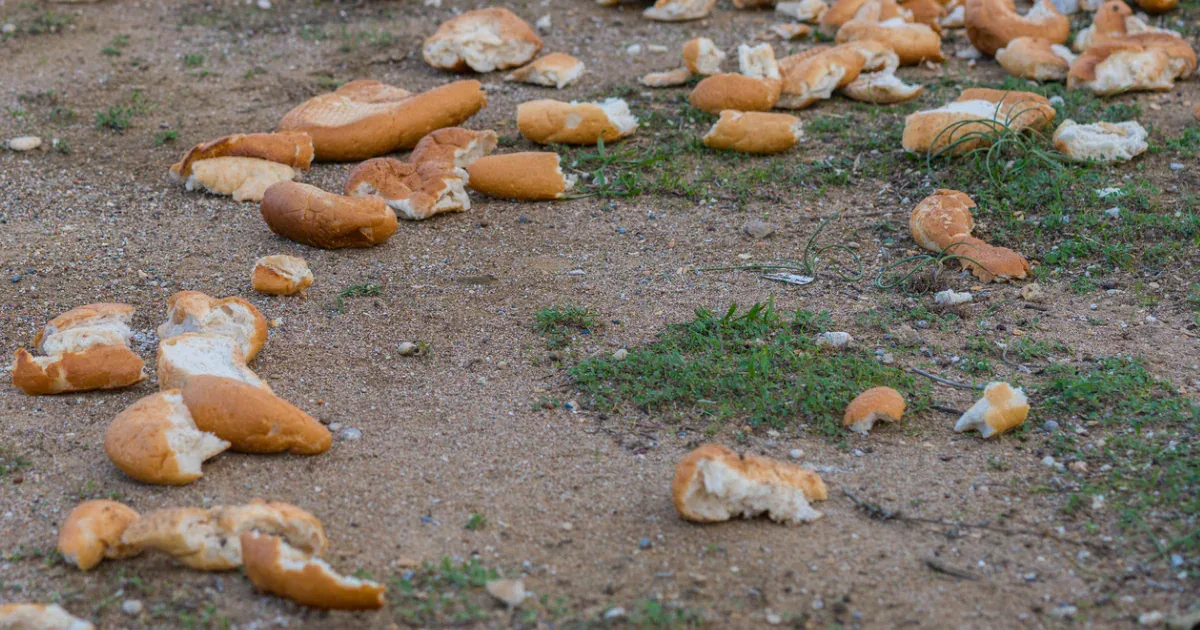 Rätsel im Nationalpark: Unbekannte deponieren 39 Kilo Brot am Straßenrand