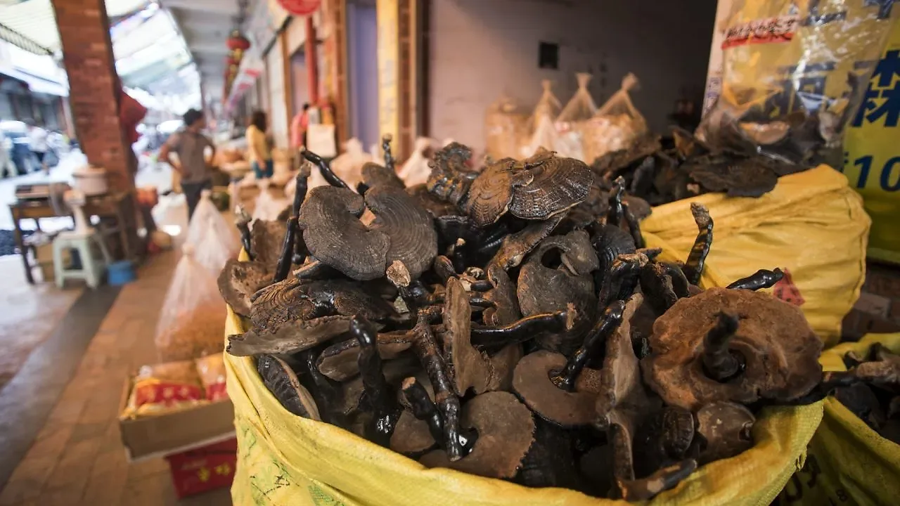 Rätselhafte Halluzinationen: Warum dieser Pilz aus Yunnan „winzige Menschen“ zeigt