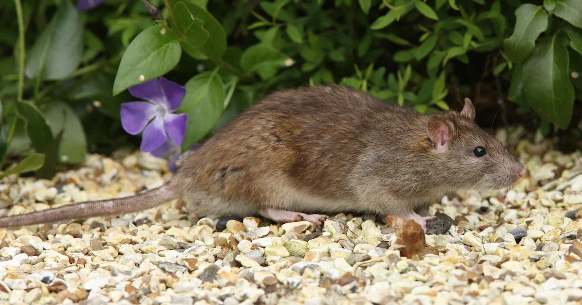 Ratten im Garten: Diese 3 Pflanzen vertreiben die Nager mit ihrem Geruch