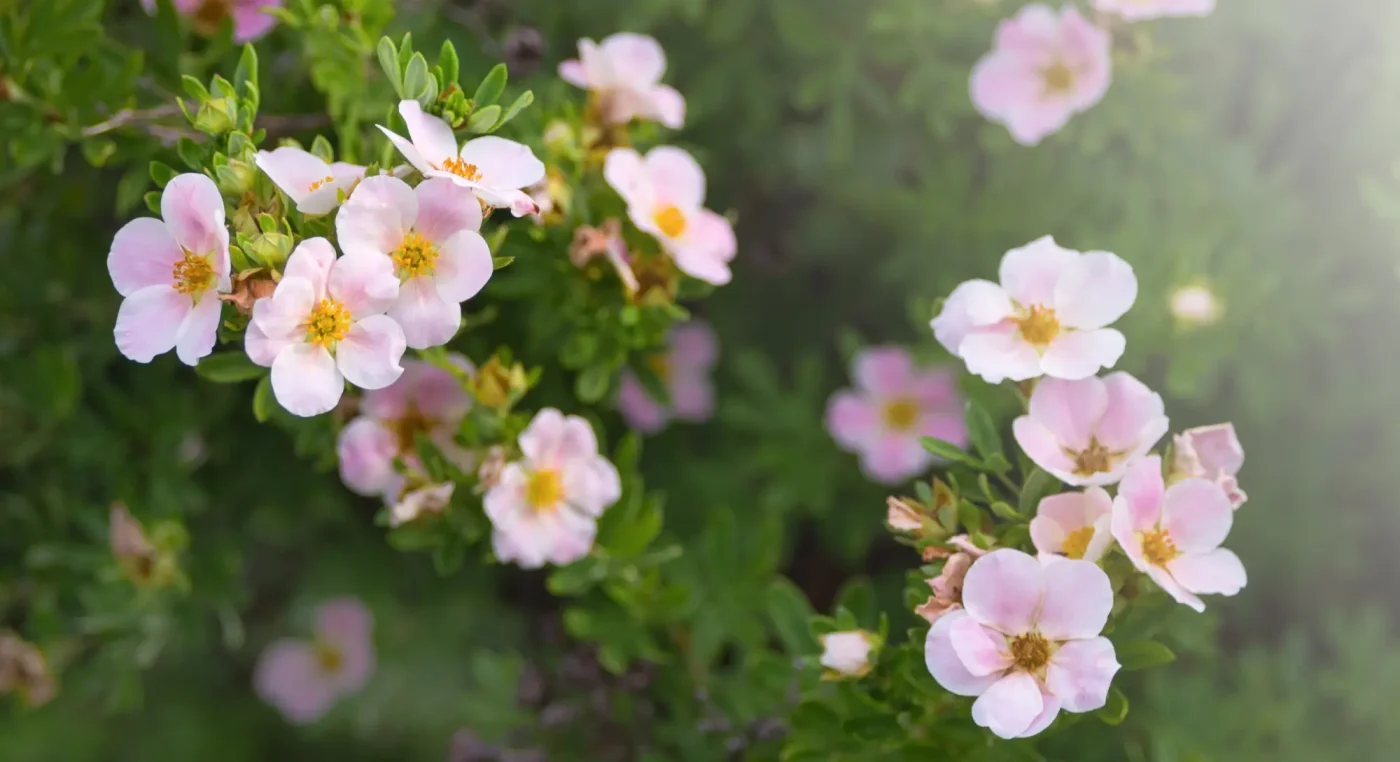 Rosa Fingerstrauch