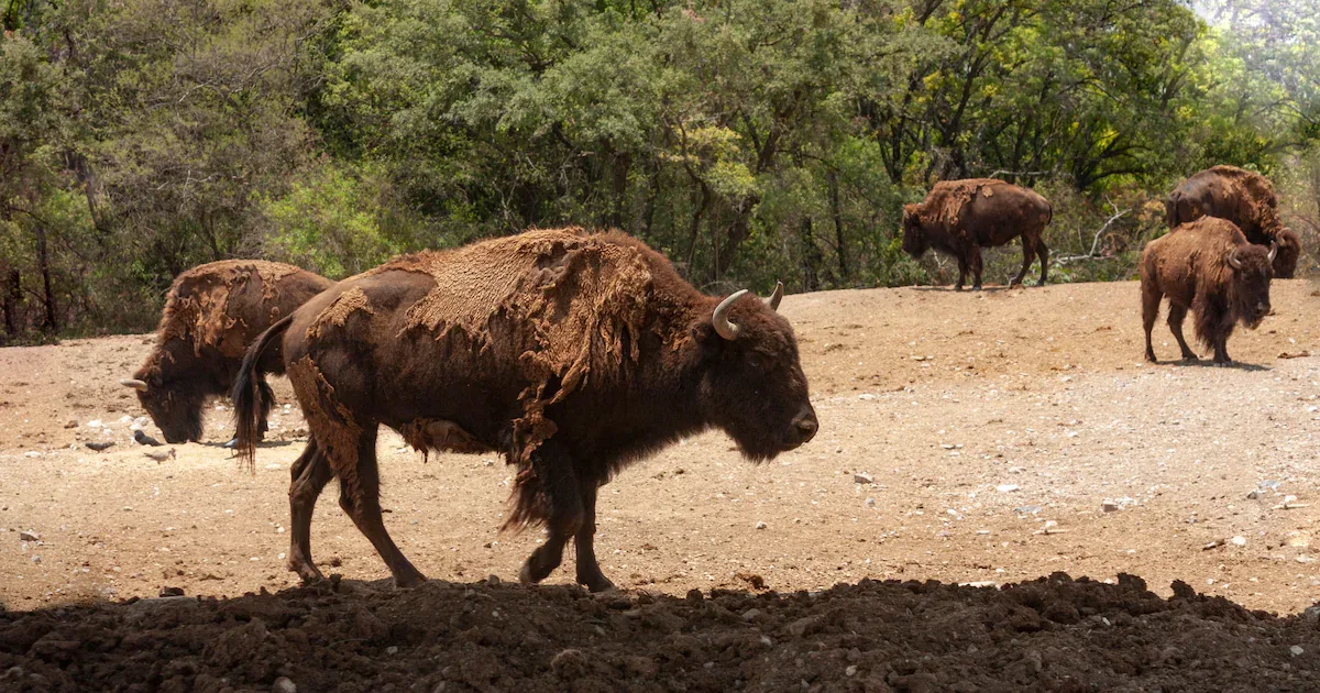 Rückkehr nach 150 Jahren: 55 Bisons retten Wüstengebiet in Mexiko
