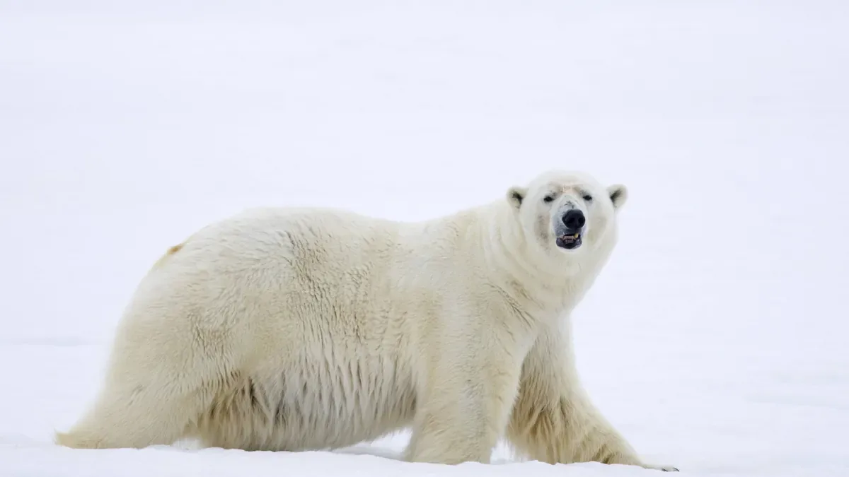 Schiffsreise auf Spitzbergen: Tourist zahlt 4.500 Euro Bußgeld wegen Eisbär-Störung