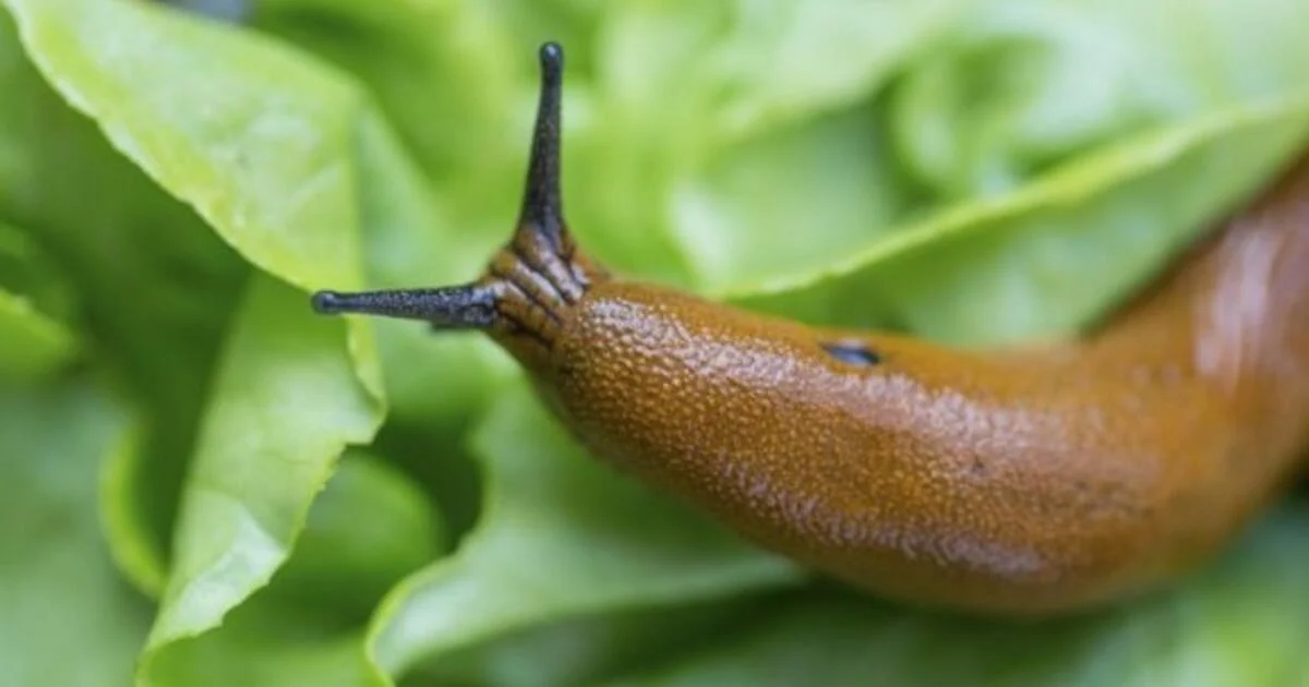 Schluss mit Nacktschnecken im Garten: Ein einfacher Haushalts-Trick zur Rettung Ihres Gemüses