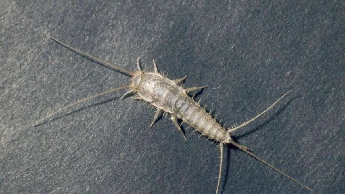 Silberfischchen im Bad: Warum die Insekten ein verstecktes Warnsignal für Ihr Zuhause sind