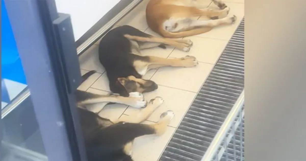Sizilien-Hitzewelle: Straßenhunde finden Zuflucht in Lidl-Filiale