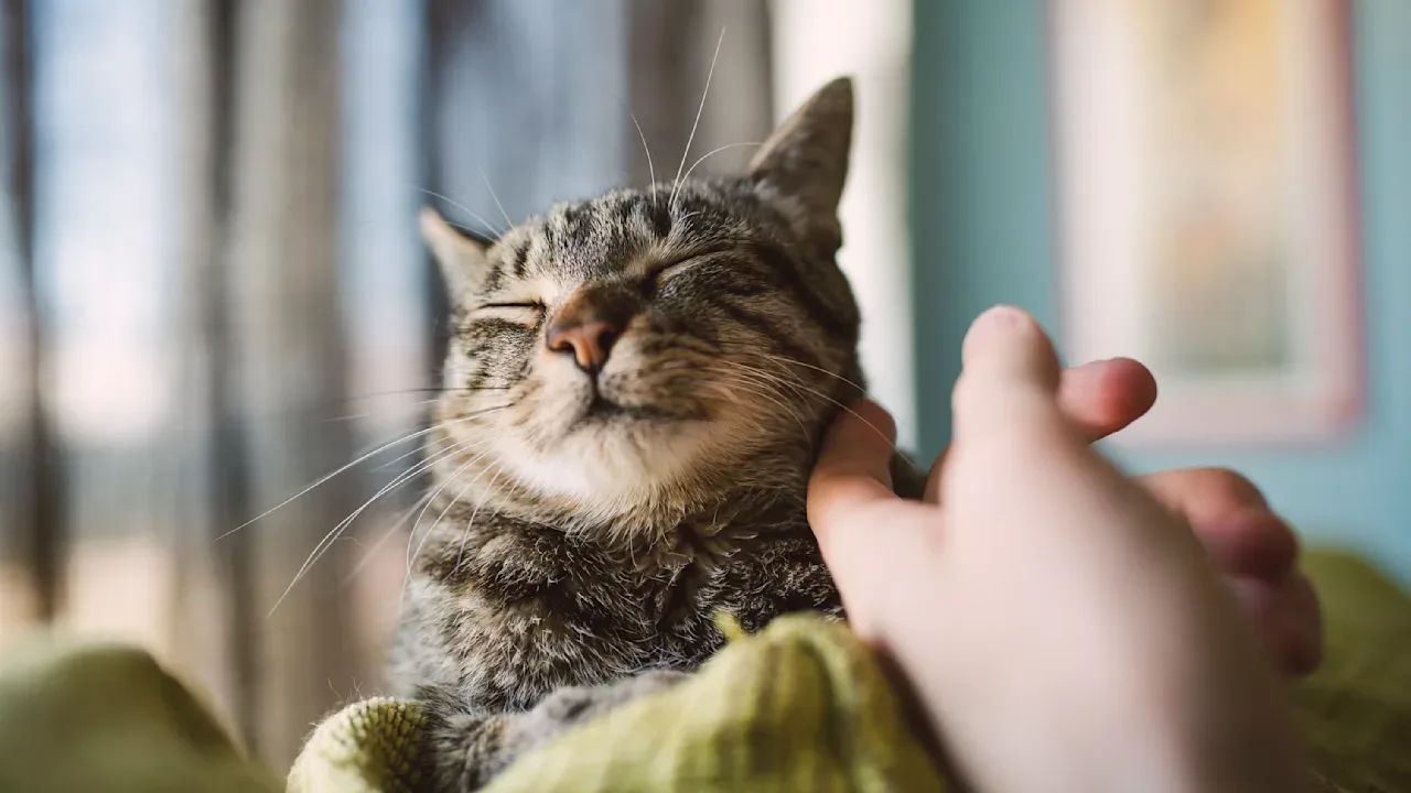 So streicheln Sie Katzen richtig: Profi-Tipps gegen Kratzer und Stress