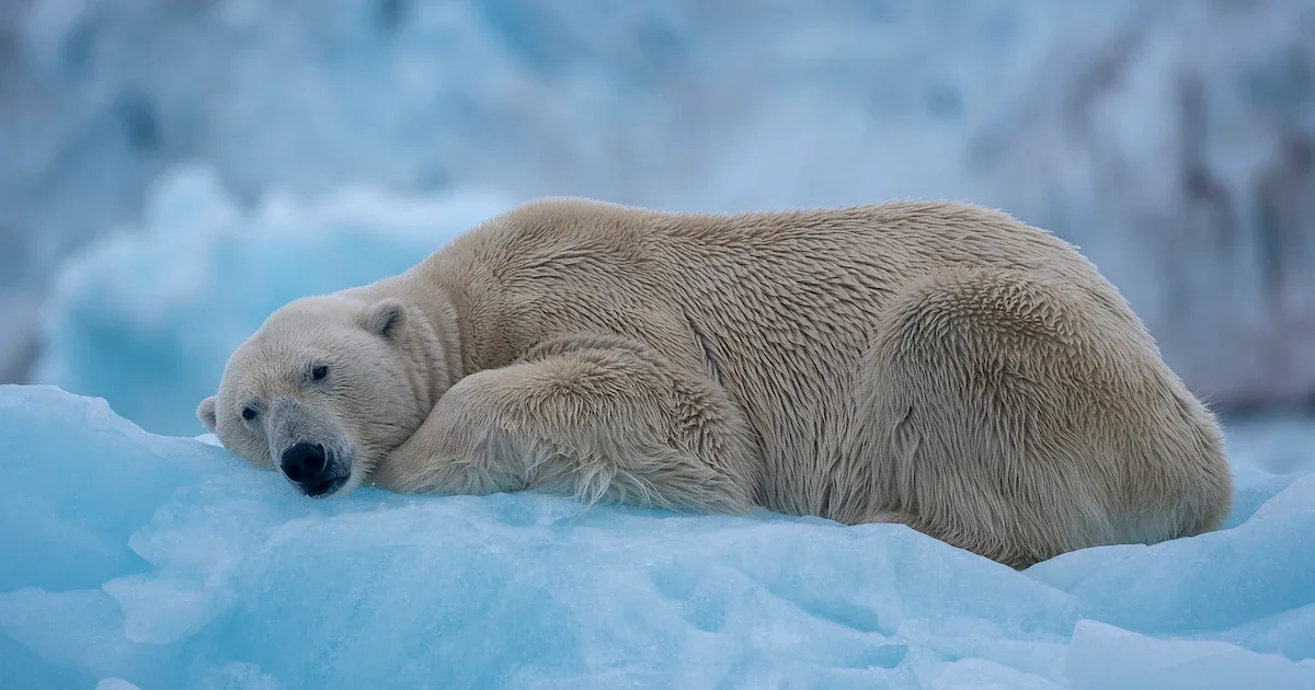 Spitzbergen: 4.550 Euro Bußgeld für das Wecken eines Eisbären