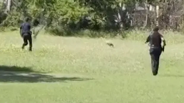 Texas: Känguru ist aus Wildtierstation ausgebüxt und flüchtet vor der Polizei