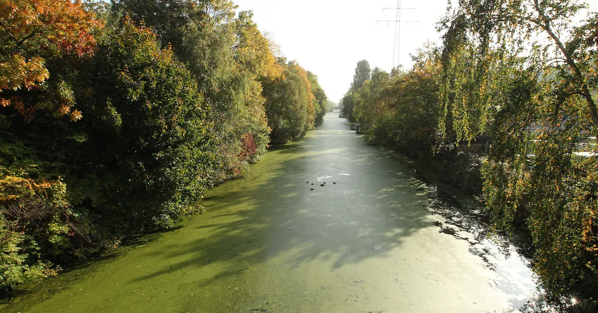Tödliche Gefahr im Wasser: Warum Blaualgen für Hunde zur tödlichen Falle werden
