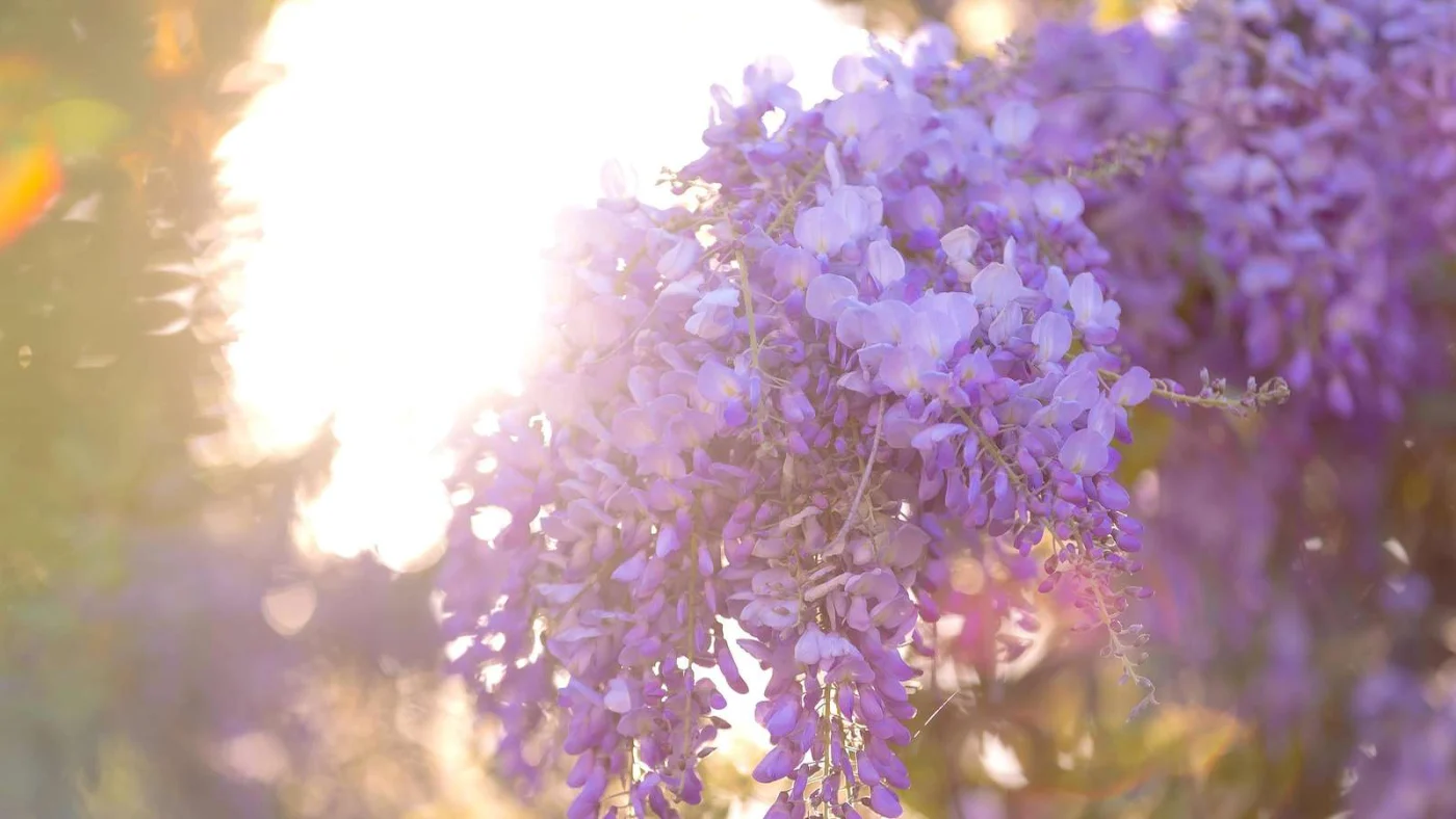 Üppig blühende Glyzinie mit violetten Blütentrauben, die im warmen Gegenlicht der Sonne leuchten. Der Hintergrund ist weich verschwommen.