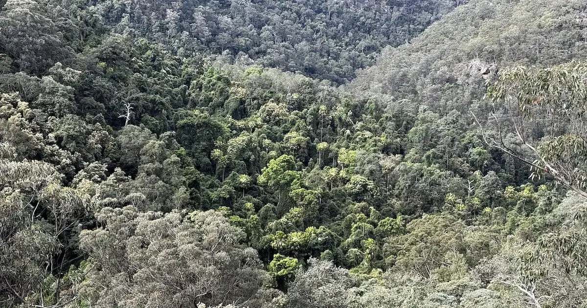Verborgenes Ökosystem: Forscher entdecken riesige Regenwälder in den Blue Mountains