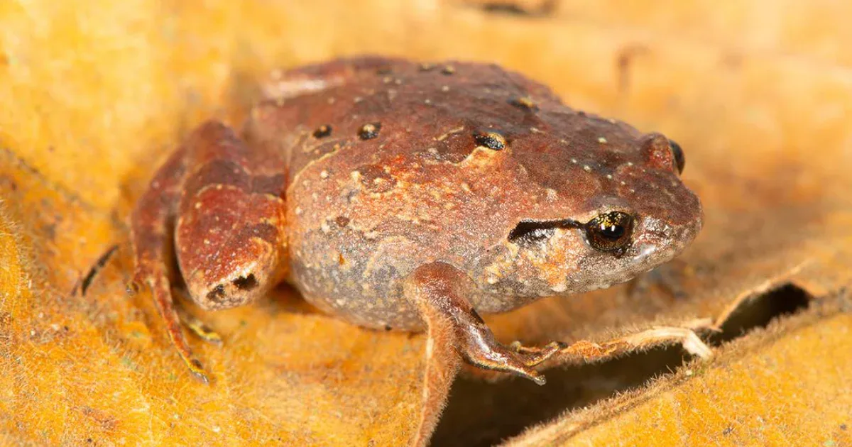 Versteckte Vielfalt: Forscher identifizieren sieben neue Diamantfrosch-Arten auf Madagaskar