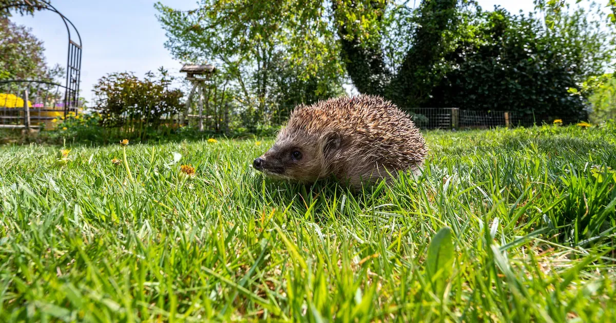 Wärmepumpe im Garten: Diese versteckte Falle gefährdet Igel und Kleintiere