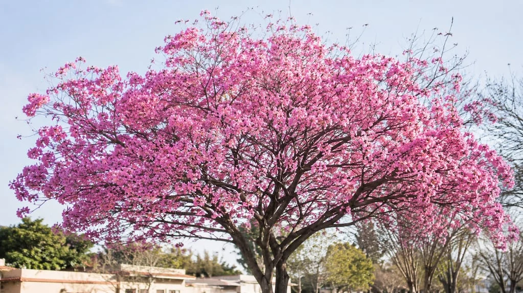 Warum der Lapacho-Baum mitten im Winter in leuchtendem Pink erstrahlt