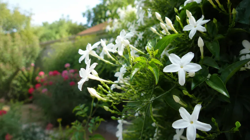 Warum Jasmin-Blüten im August kein Grund zur Sorge sind
