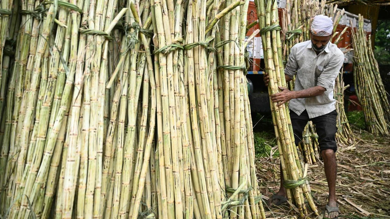 Zucker-Krise in Indien: Ernteausfälle und Biosprit treiben Preise in die Höhe