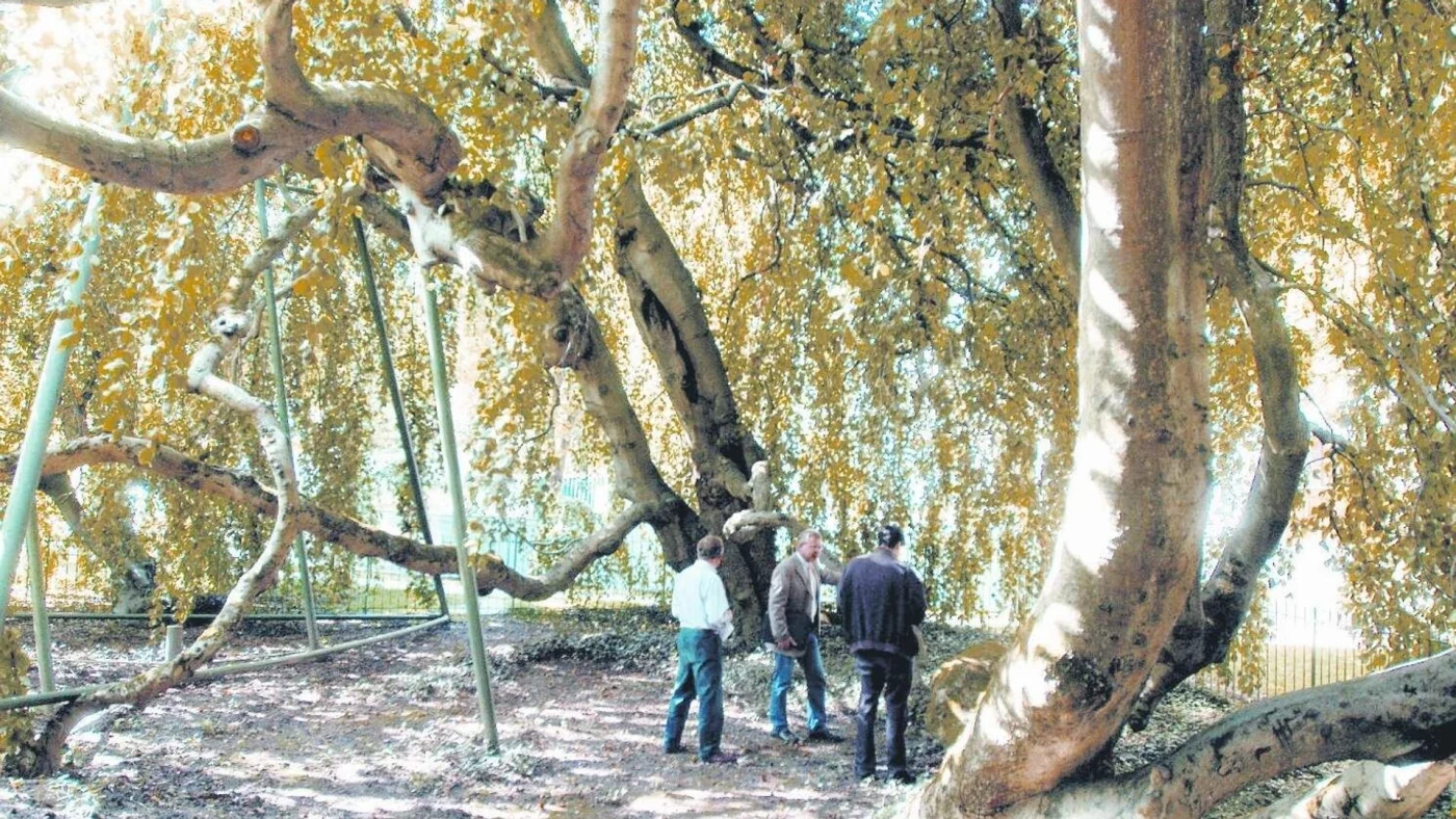 alter Baum