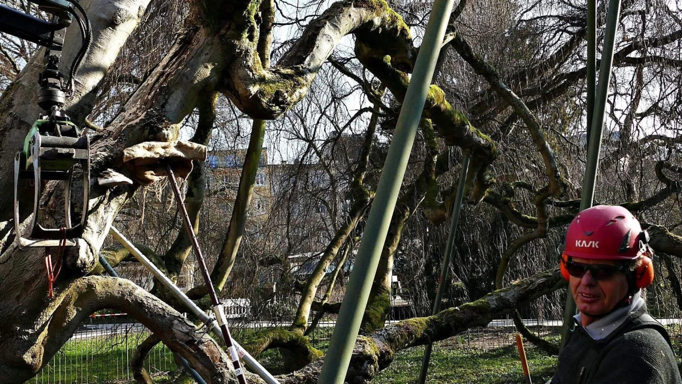Arbeiter am Baum
