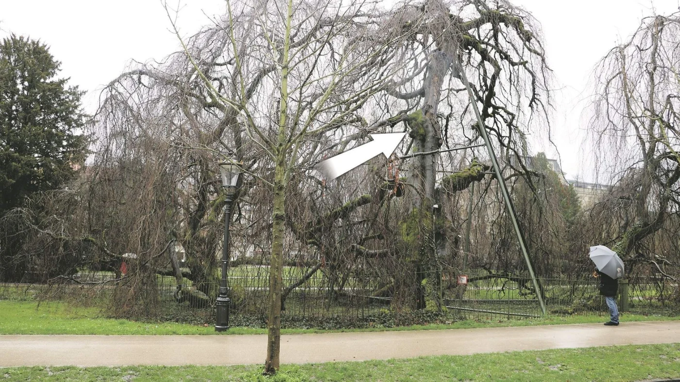 Baum