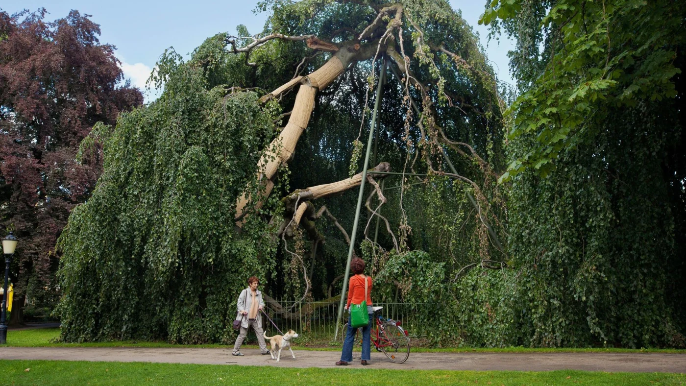 Baum