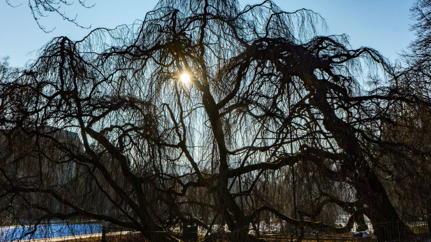 Baum