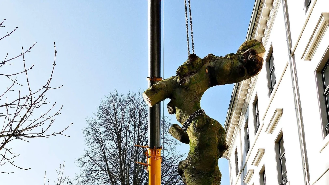 Baum arbeiten