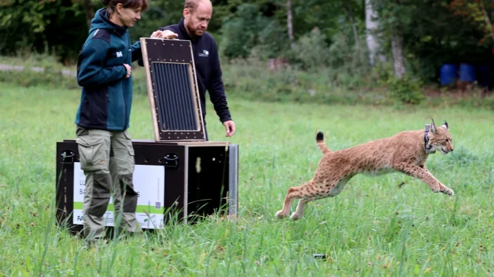 14 Luchse im Schwarzwald: Kater „Nero“ aus Karlsruher Zucht ausgewildert