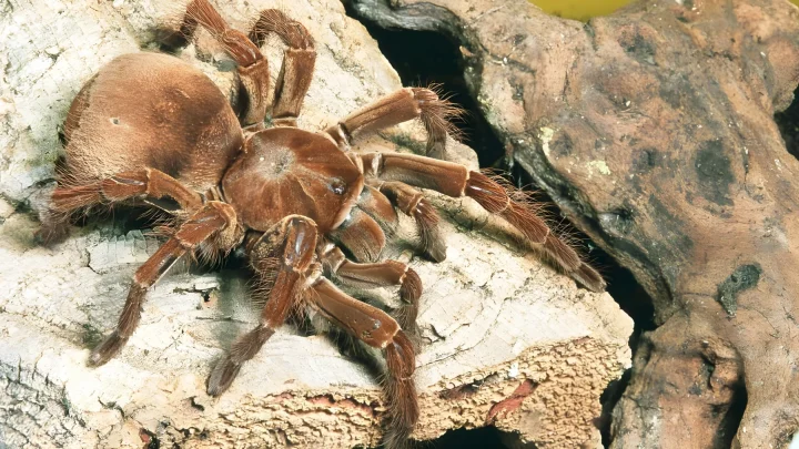Bis zu 30 Zentimeter Spannweite: Warum die Goliath-Vogelspinne alle Rekorde bricht