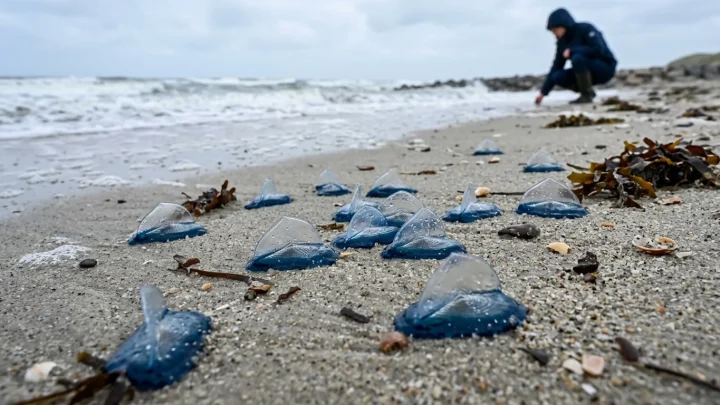 Eine an den Strand gespülte blaue Segelqualle