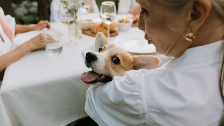 Prinzessin Astrid von Norwegen mit Chihuahua-Mischling Wilma