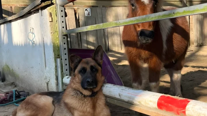 Tödliche Attacke in Jouars-Pontchartrain: Deutscher Schäferhund stirbt nach Angriff durch Nachbarhunde