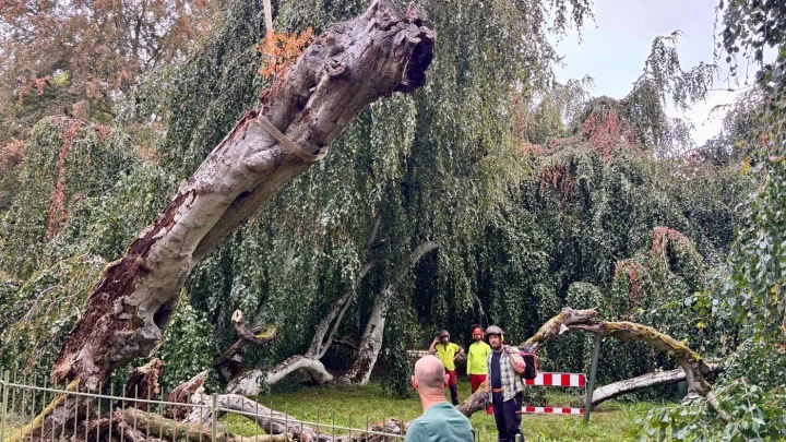 Trauerbuche in Baden-Baden: Wie die Lichtentaler Allee seit dem 19. Jahrhundert um ihr Wahrzeichen kämpft