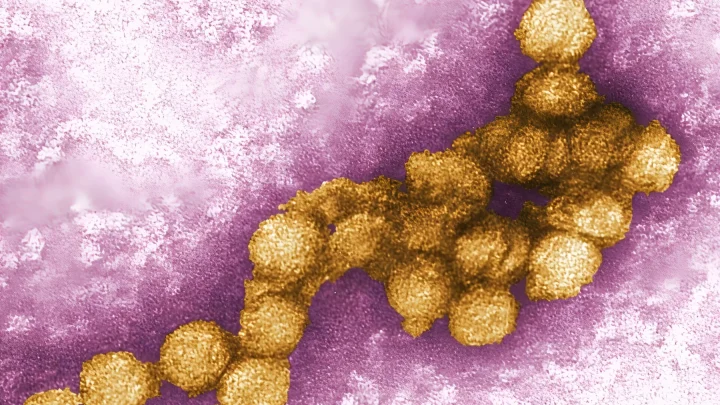 Über 1.000 Fälle in Europa: West-Nil-Virus breitet sich rasant aus