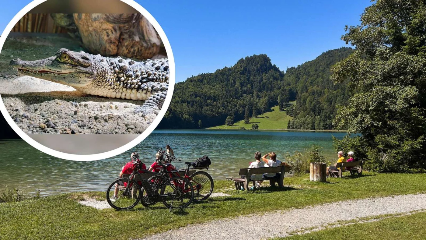 Die junge Krokodildame Elinor zog vom Chiemsee ins Ostallgäu.