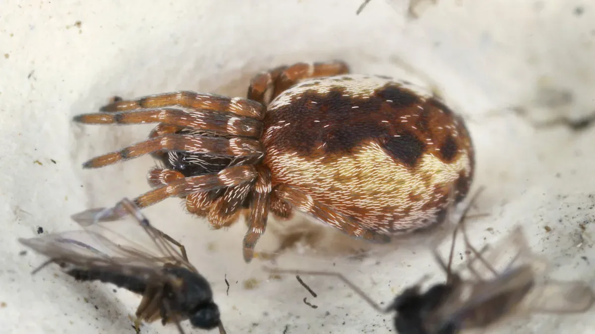 Dunkle Flecken an der Fassade: So wird man die 1 bis 3 Millimeter kleine Mauerspinne los
