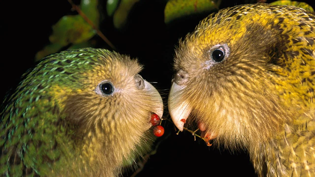 Ein Jungpaar Kākāpōs auf Codfish Island (Neuseeland)