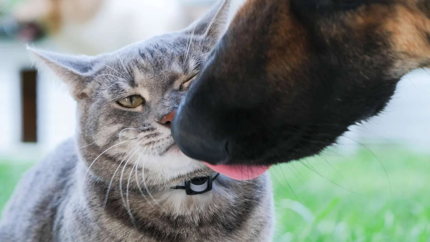 Ein Schäferhund schleckt einer grauen Katze durchs Gesicht.