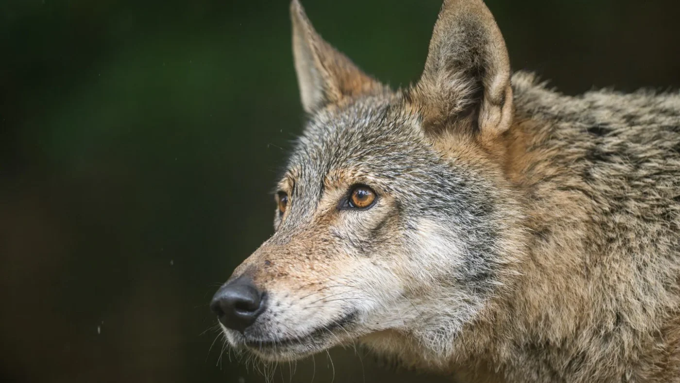Ein Wolf ist im Wolfsgehege im Alternativen Wolf- und Bärenpark Schwarzwald zu sehen.