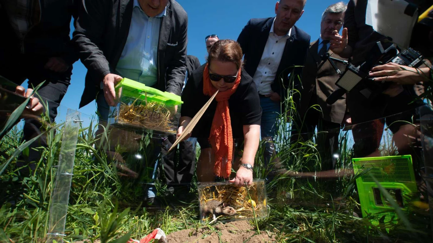 Eine Auswilderungsaktion des Feldhamsters in NRW.