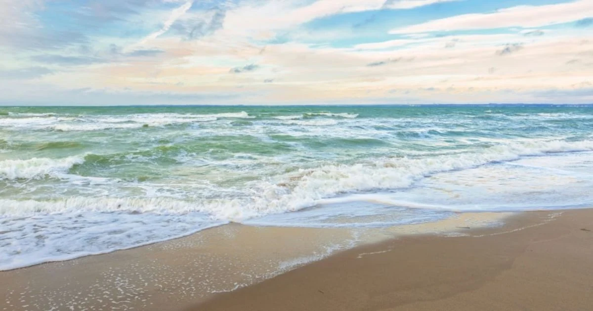 Erstmals in Deutschland: Tropische Segelquallen an der Küste von Sylt angespült